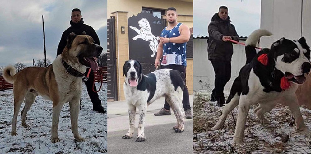 Lupte ilegale între câini, la Nisporeni. Un moldovean și șapte români au fost reținuți